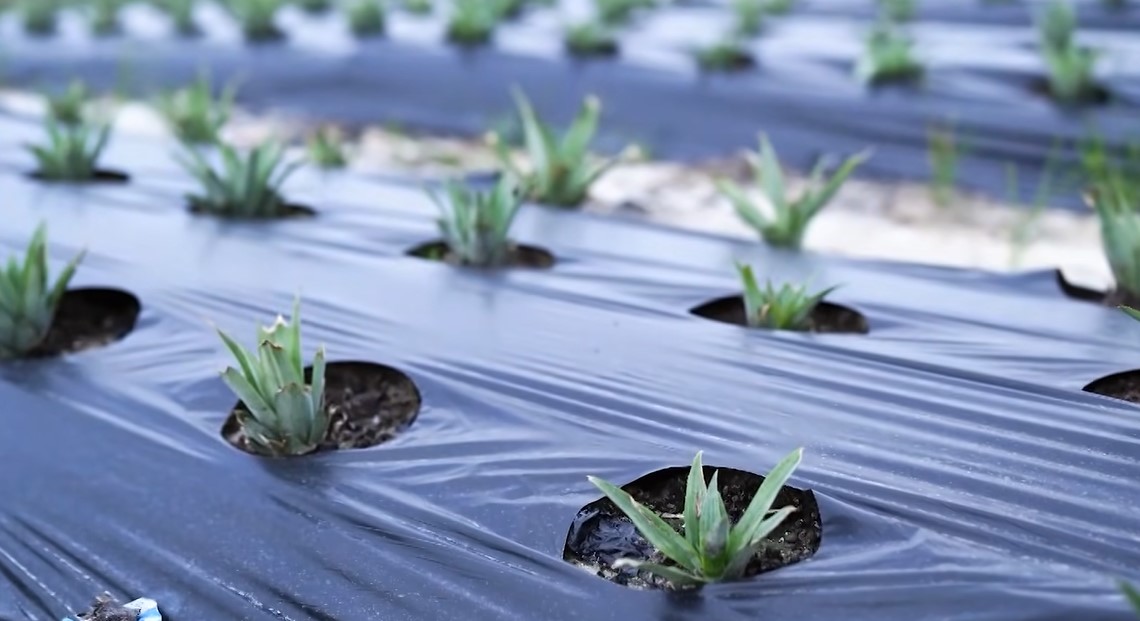 SG1 Pineapple Plants