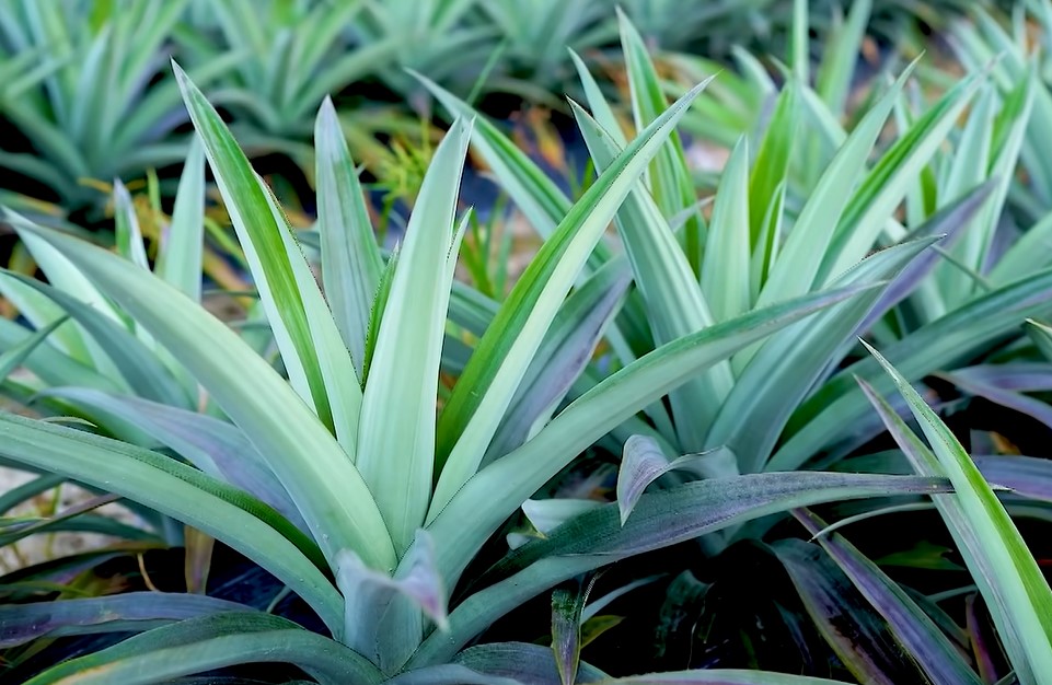 SG1 Pineapple Harvest