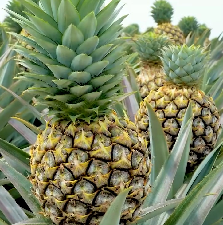 SG1 Pineapple