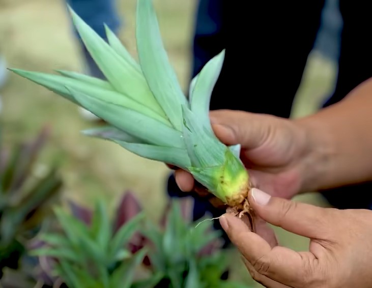 SG1 Pineapple Close-up