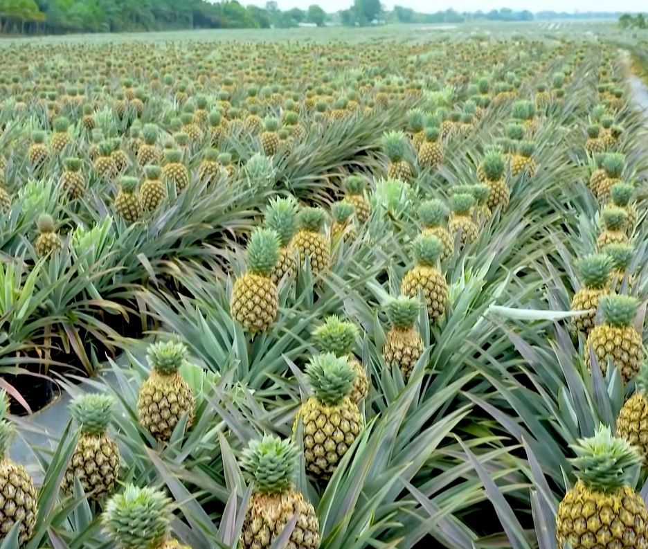 SG1 Farm Aerial View