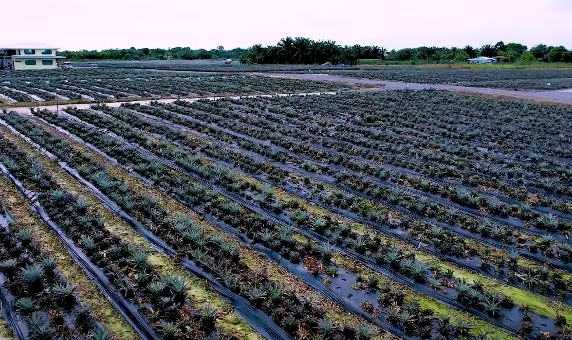 Farm in Miri Leads SG1